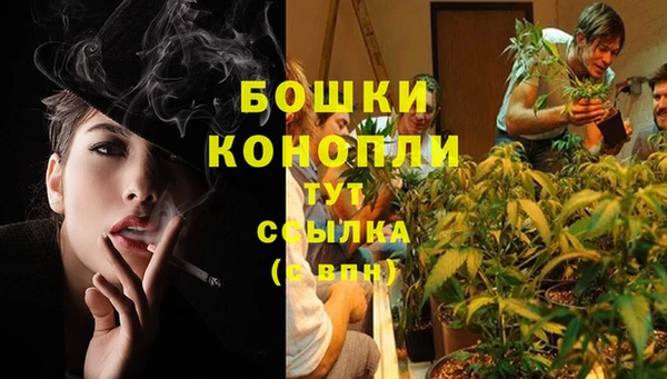 индика Аркадак